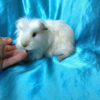 Ginepig Saten Coronet-Crested Guinea Pig Erkek Sahiplendirildi