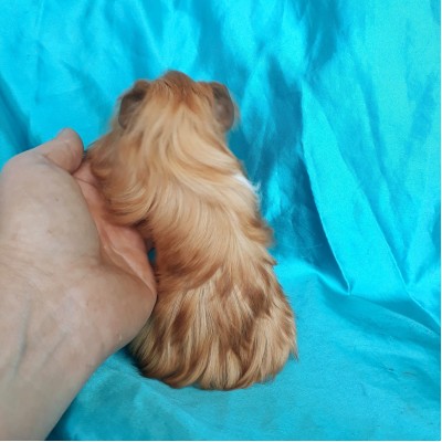020-0501 Guinea Pig Sheltie Ginepig Dişi  Sahiplendirildi Zonguldak