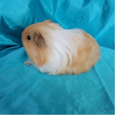 020-0514 Guinea Pig Sheltie Ginepig Dişi Rezerve İstsnbul 020-0514 Guinea Pig Sheltie Ginepig Dişi Rezerve İstsnbul