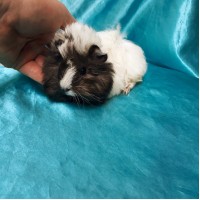 Ginepig Peruvian Guinea Pig Erkek Sahiplendirildi Ankara