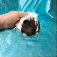 Ginepig Peruvian Guinea Pig Erkek Sahiplendirildi Ankara