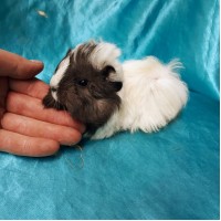 Ginepig Peruvian Guinea Pig Erkek Sahiplendirildi Ankara