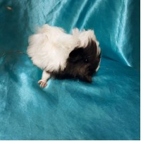 Ginepig Peruvian Guinea Pig Erkek Sahiplendirildi Ankara