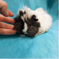 Ginepig Peruvian Guinea Pig Erkek Sahiplendirildi Ankara