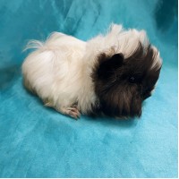 Ginepig Peruvian Guinea Pig Erkek Sahiplendirildi Ankara