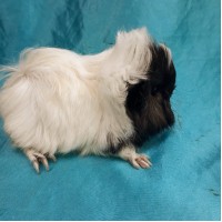 Ginepig Peruvian Guinea Pig Erkek Sahiplendirildi Ankara