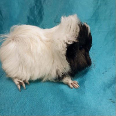 Ginepig Peruvian Guinea Pig Erkek Sahiplendirildi Ankara