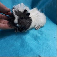 Ginepig Peruvian Guinea Pig Erkek Sahiplendirildi Ankara