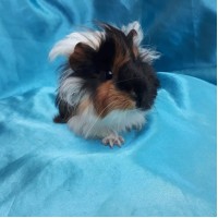 019-0523 Ginepig Peruvian Guinea Pig Dişi Sahiplendiridi