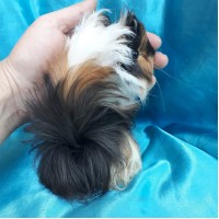 019-0523 Ginepig Peruvian Guinea Pig Dişi Sahiplendiridi