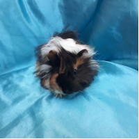 019-0523 Ginepig Peruvian Guinea Pig Dişi Sahiplendiridi