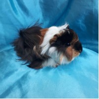 019-0523 Ginepig Peruvian Guinea Pig Dişi Sahiplendiridi