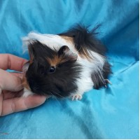 019-0523 Ginepig Peruvian Guinea Pig Dişi Sahiplendiridi