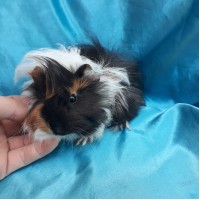 019-0523 Ginepig Peruvian Guinea Pig Dişi Sahiplendiridi