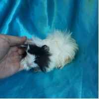 Ginepig Peruvian Guinea Pig Dişi