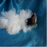 Ginepig Peruvian Guinea Pig Dişi