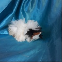 Ginepig Peruvian Guinea Pig Dişi