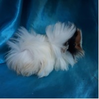 Ginepig Peruvian Guinea Pig Dişi