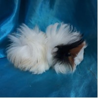 Ginepig Peruvian Guinea Pig Dişi