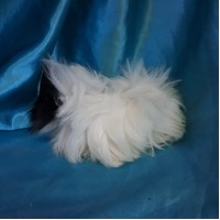 Ginepig Peruvian Guinea Pig Dişi