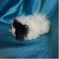 Ginepig Peruvian Guinea Pig Dişi