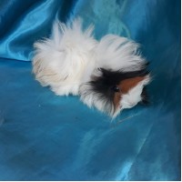 Ginepig Peruvian Guinea Pig Dişi