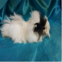 Ginepig Peruvian Guinea Pig Dişi Sahiplendirildi K.Maraş Ginepig Peruvian Guinea Pig Dişi Sahiplendirildi K.Maraş