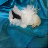 Ginepig Peruvian Guinea Pig Dişi Sahiplendirildi K.Maraş Ginepig Peruvian Guinea Pig Dişi Sahiplendirildi K.Maraş