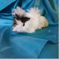 Ginepig Peruvian Guinea Pig Dişi Sahiplendirildi K.Maraş Ginepig Peruvian Guinea Pig Dişi Sahiplendirildi K.Maraş
