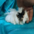 Ginepig Peruvian Guinea Pig Dişi Sahiplendirildi K.Maraş