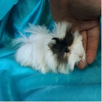 Ginepig Peruvian Guinea Pig Dişi Sahiplendirildi K.Maraş Ginepig Peruvian Guinea Pig Dişi Sahiplendirildi K.Maraş