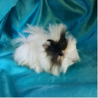 Ginepig Peruvian Guinea Pig Dişi Sahiplendirildi K.Maraş Ginepig Peruvian Guinea Pig Dişi Sahiplendirildi K.Maraş