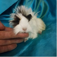 Ginepig Peruvian Guinea Pig Dişi Sahiplendirildi K.Maraş Ginepig Peruvian Guinea Pig Dişi Sahiplendirildi K.Maraş