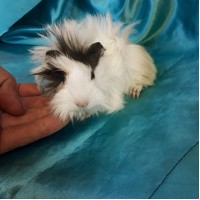 Ginepig Peruvian Guinea Pig Dişi Sahiplendirildi K.Maraş Ginepig Peruvian Guinea Pig Dişi Sahiplendirildi K.Maraş