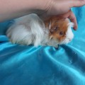 Ginepig Peruvian Guinea Pig Dişi Sahiplendirildi Ankara