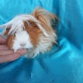 Ginepig Peruvian Guinea Pig Dişi Sahiplendirildi