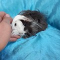 Ginepig Peruvian Guinea Pig Dişi