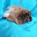Ginepig Peruvian Guinea Pig Dişi