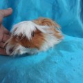 Ginepig Peruvian Guinea Pig Dişi Sahiplendirildi