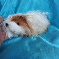 Ginepig Peruvian Guinea Pig Dişi