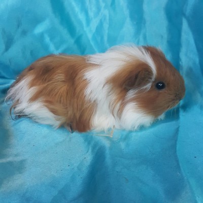 020-0602 Guinea Pig Sheltie Ginepig Dişi Sahiplendirildi Aydın