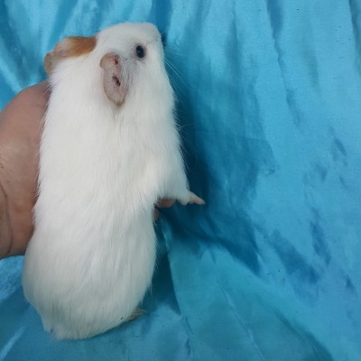 020-0607-Guinea-Pig-Dutch-Hollanda-Safkan-Ginepig-Dişi.Sahiplendirildi Afyon 020-0607-Guinea-Pig-Dutch-Hollanda-Safkan-Ginepig-Dişi.Sahiplendirildi Afyon