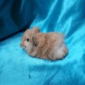 Ginepig Peruvian Guinea Pig Dişi  Sahiplendirildi Köyceğiz
