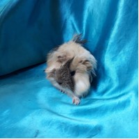 Ginepig Peruvian Guinea Pig Dişi Sahiplednirildi