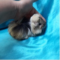 Ginepig Peruvian Guinea Pig Dişi Sahiplednirildi