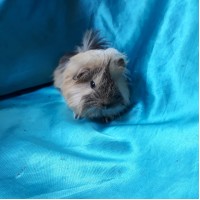 Ginepig Peruvian Guinea Pig Dişi Sahiplednirildi