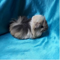 Ginepig Peruvian Guinea Pig Dişi Sahiplednirildi