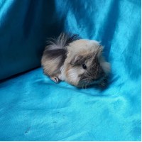 Ginepig Peruvian Guinea Pig Dişi Sahiplednirildi