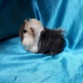 Ginepig Peruvian Guinea Pig Dişi Sahiplednirildi