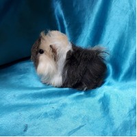 Ginepig Peruvian Guinea Pig Dişi Sahiplednirildi